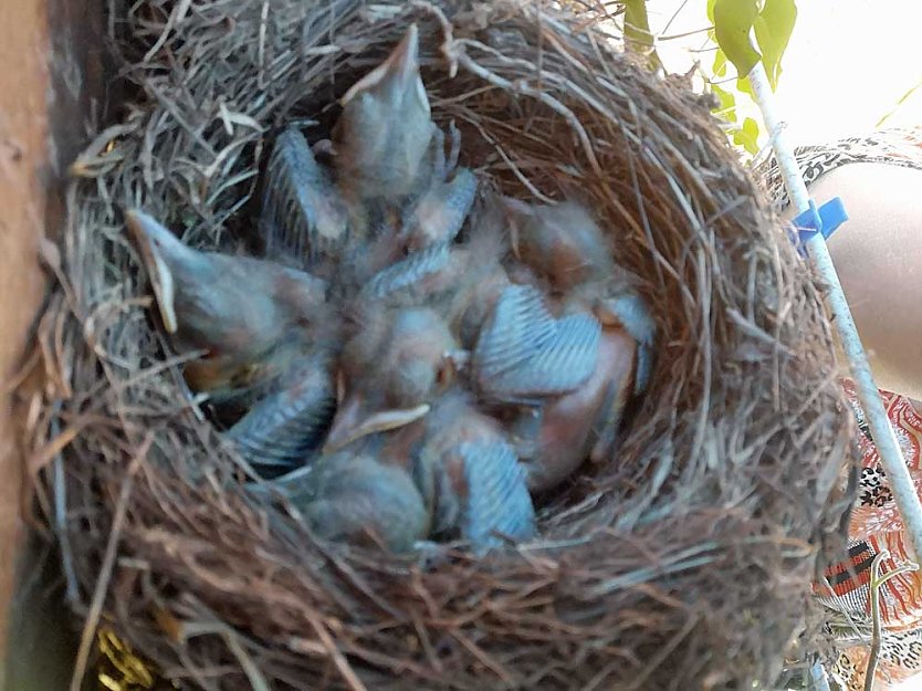 Besonderer Nistplatz im Garten (Foto: Thomas Leipold)