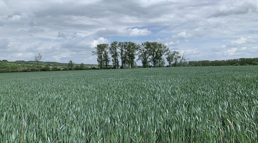 Windlücke (Foto: oas)