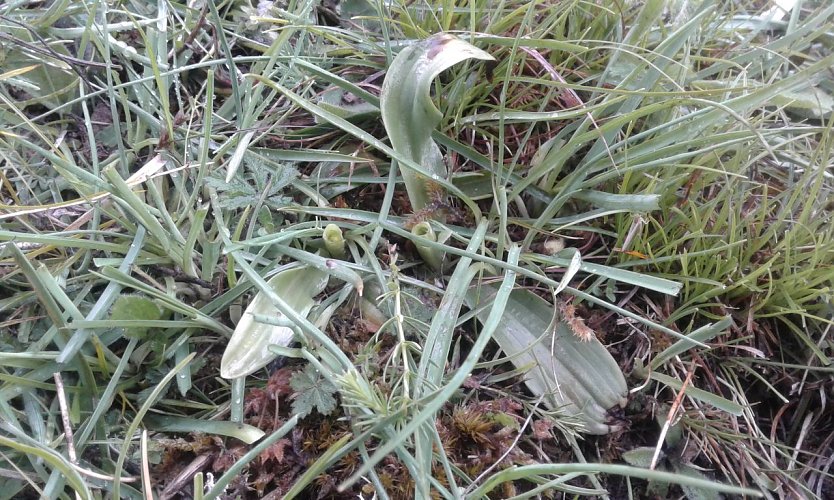 Das stark gefährdete Brand-Knabenkraut (Orchis ustulata) ist eine floristische Rarität und streng geschützt. Dass die seltenen Pflanzen während der Blütezeit wie hier von Weidetieren abgefressen werden, könnte durch eine bessere Zusammenarbeit von Naturschutzakteuren im Landkreis verhindert werden. (Foto: 04.06.2020) (Foto: Bodo Schwarzberg)