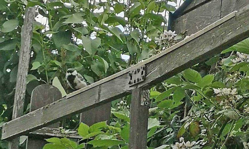 Geschichten &uuml;ber �n Gartenzaun,.. (Foto: Thomas Leipold)