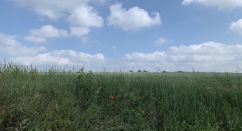 Windlücke Nordhausen (Foto: oas) Windlücke Nordhausen (Foto: oas)