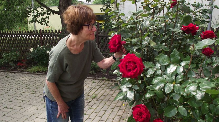 Marlis Scharfe aus der Sangerh&auml;user Stra&szlig;e 1 vor ihrem prachtvoll bl&uuml;henden roten Rosenstrauch. (Foto: Kurt Frank)
