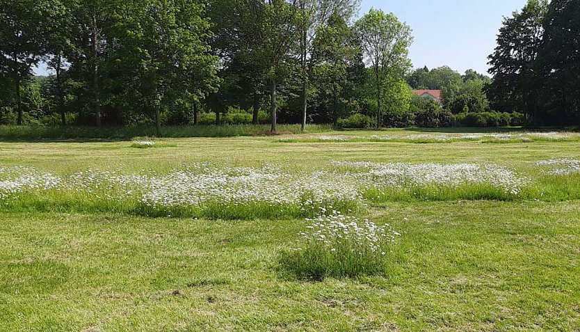 Mehr f&uuml;r Insekten tun: Bl&uuml;hwiesen (Foto: Karl-Heinz Herrmann)