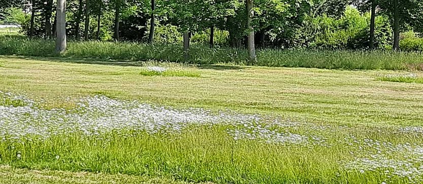 Mehr f&uuml;r Insekten tun: Bl&uuml;hwiesen (Foto: Karl-Heinz Herrmann)