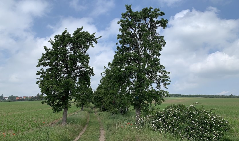 Bei Nordhausen (Foto: oas)