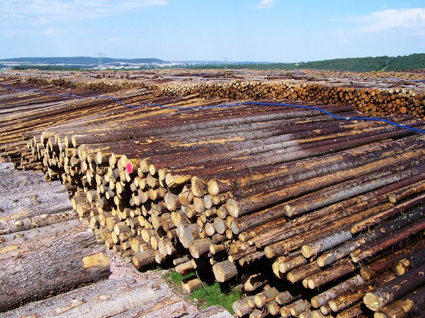 Der Th&uuml;ringenforst will die Kapazit&auml;ten seiner Holzlagerst&auml;tten massiv ausweiten (Foto: Th&uuml;ringenForst)
