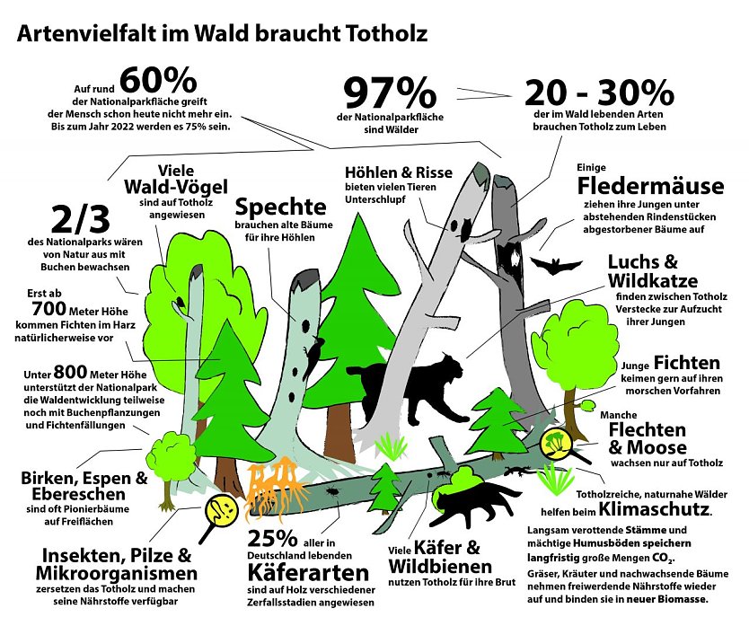 Biodiversität im Totholz (Foto: Mandy Gebara) Biodiversität im Totholz (Foto: Mandy Gebara)