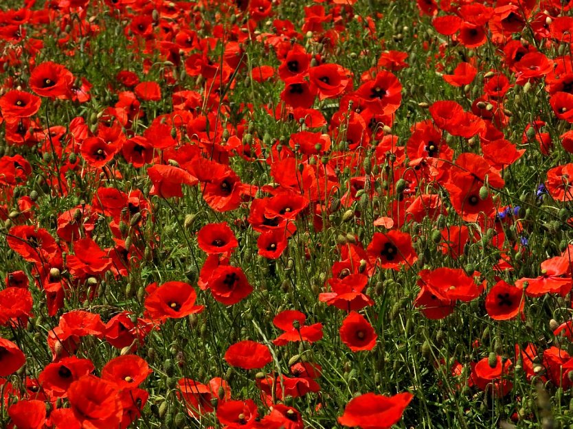 Wetterbild (Foto: Peter Blei)