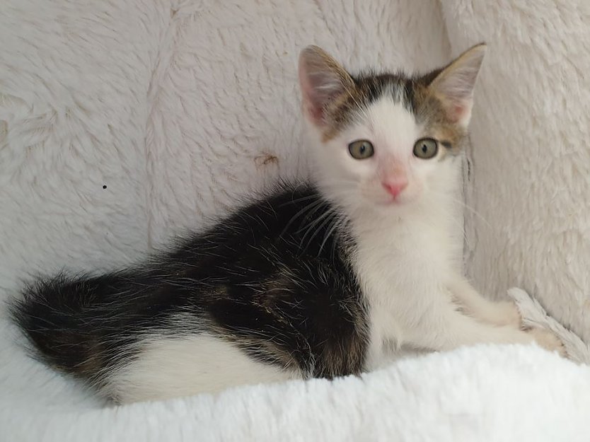 Tier der Woche: Hank (Foto: Tierheim Nordhausen)