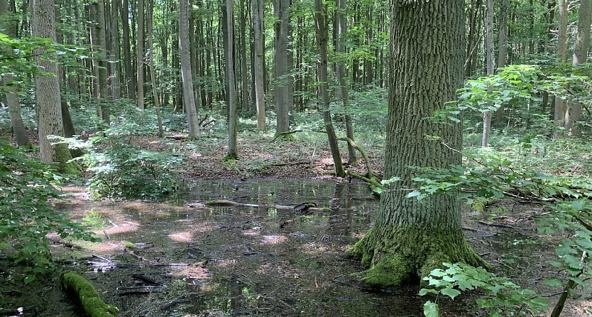 Nationalpark Hainich (Foto: oas) Nationalpark Hainich (Foto: oas)