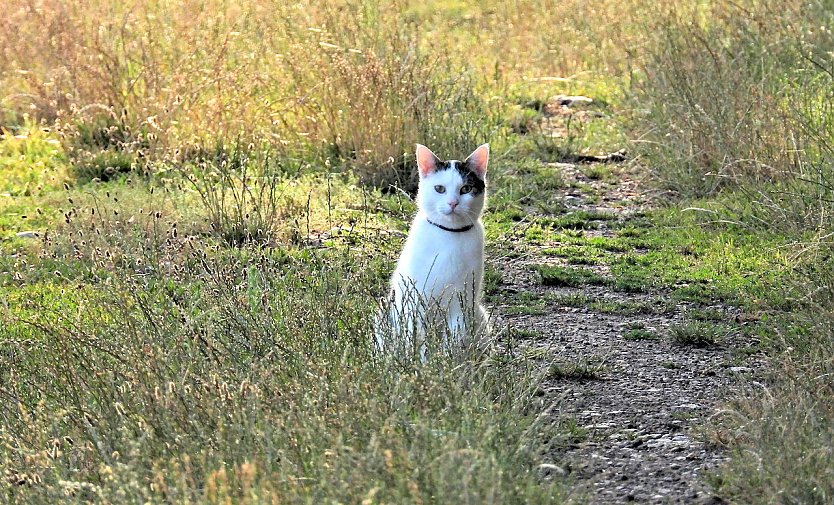 Katze im hohen Gras (Foto: P.Blei)