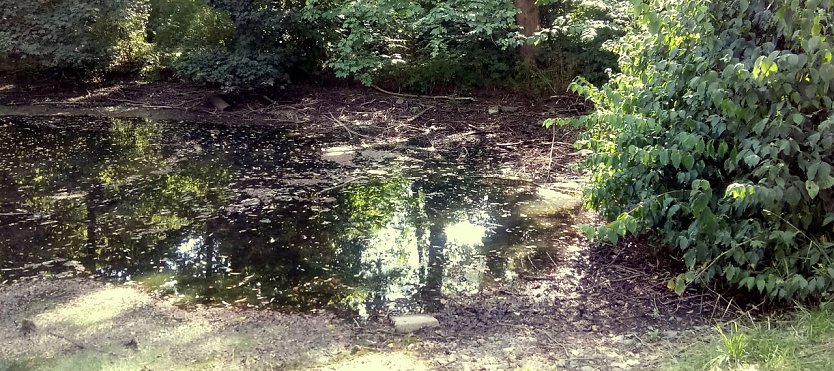 Der kleine Teich ist fast ausgetrocknet (Foto: A. Adlerauge)