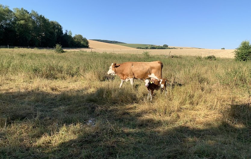 Weide bei Nordhausen-Salza (Foto: oas)