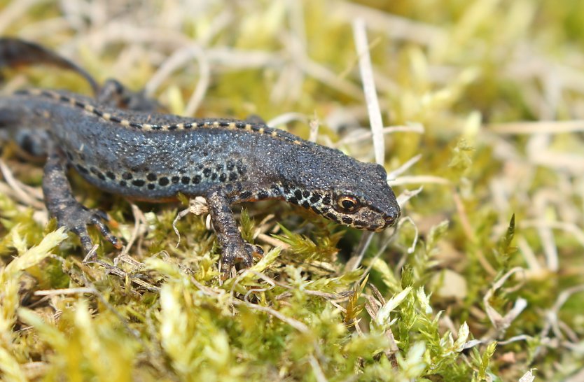 Bergmolch-Männchen (Foto:  Landschaftspflegeverband Südharz/Kyffhäuser )