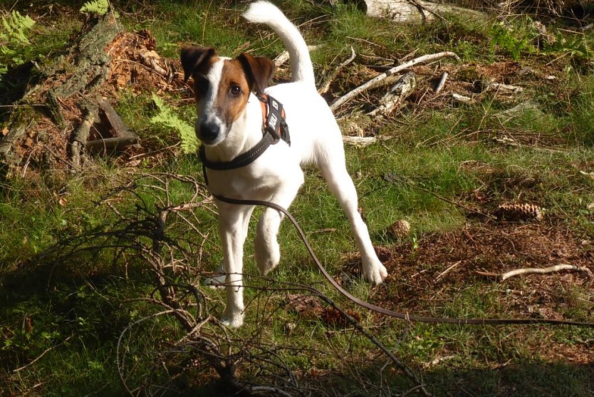 Wer hat Malte gesehen? (Foto: Familie Kneffel)