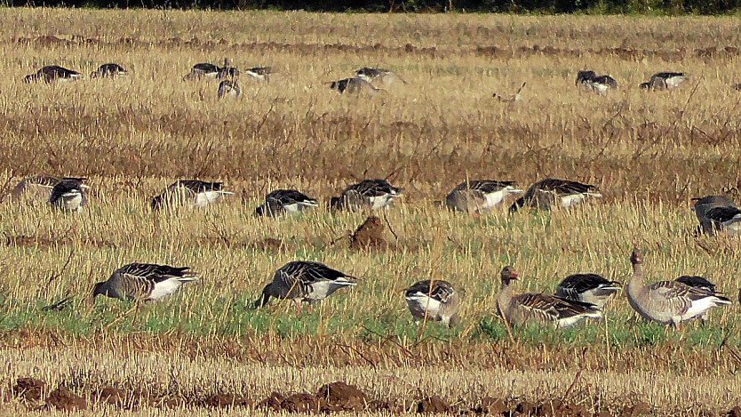 Wildgänse am Stausee Kelbra (Foto: U.Reinboth) Wildgänse am Stausee Kelbra (Foto: U.Reinboth)