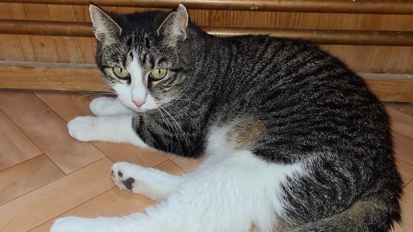 Katzendame Lady (Foto: Tierschutz Nordhausen)