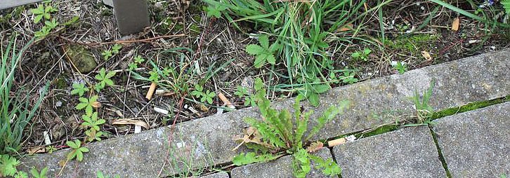 Mehr im verborgenen gesammelt? (Foto: Karl-Heinz Herrmann)