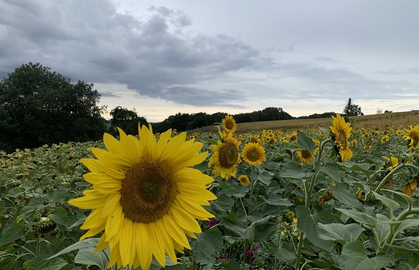 Sonnenblumenfeld in Nordth&uuml;ringen (Foto: oas)