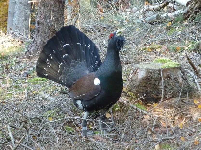 Kann der Auerhahn in Th&uuml;ringen wieder heimische werden? (Foto: Sebastian Hey)