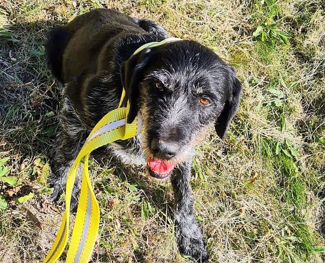 Geretteter Hund heißt jetzt Petro (Foto: Autobahnpolizei Thüringen) Geretteter Hund heißt jetzt Petro (Foto: Autobahnpolizei Thüringen)