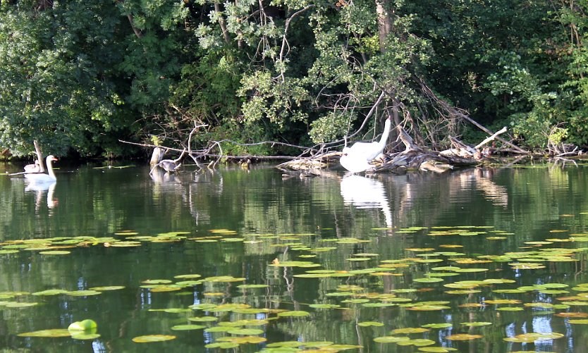 Spätsommeridyll an einem Brandenburgischen See (Foto: oas) Spätsommeridyll an einem Brandenburgischen See (Foto: oas)