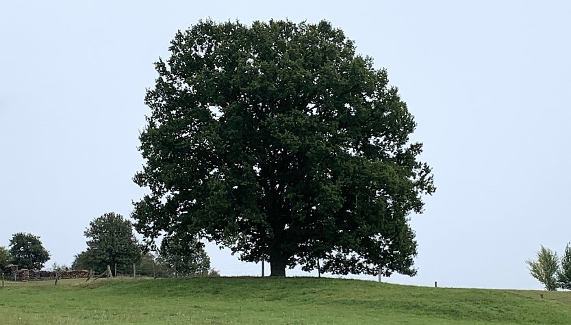 An der Wolfsm&uuml;hle (Foto: oas)
