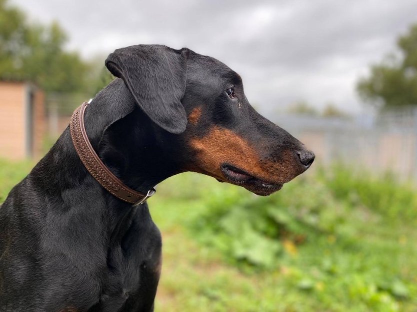 Tier der Woche: Basco (Foto: Tierheim Nordhausen) Tier der Woche: Basco (Foto: Tierheim Nordhausen)