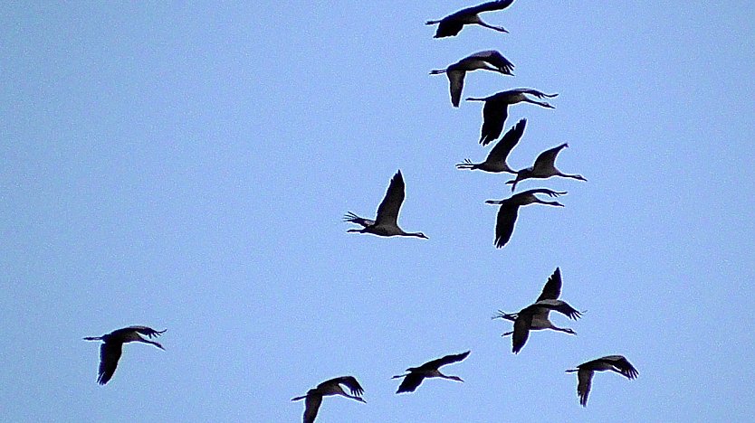 Die Vögel des Glücks sind wieder a (Foto: U.Reinboth)