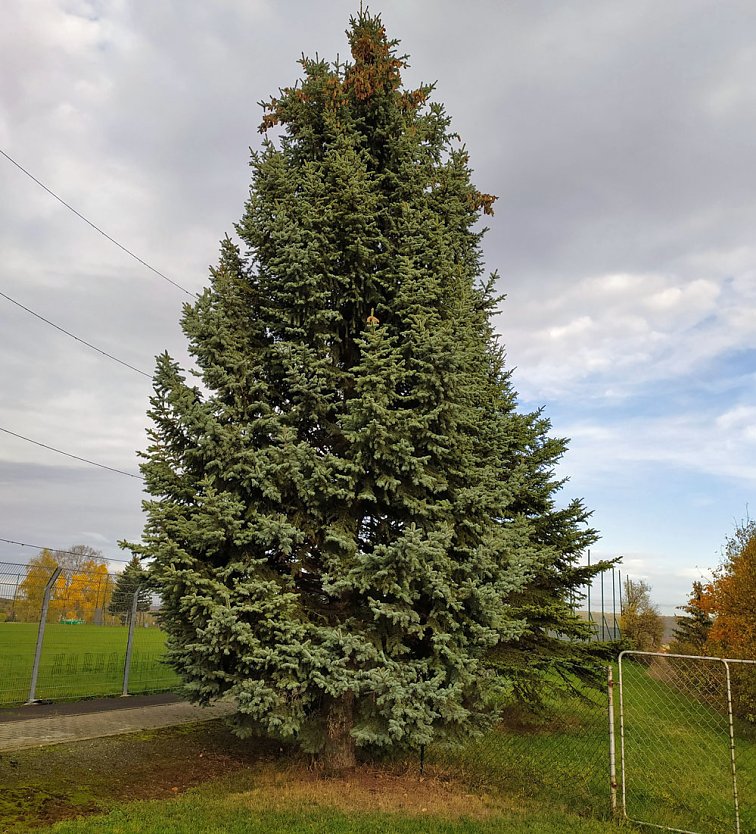 Weihnachtsbaum für den Markt gesichert (Foto: Heidrun Heise-Schinköth)