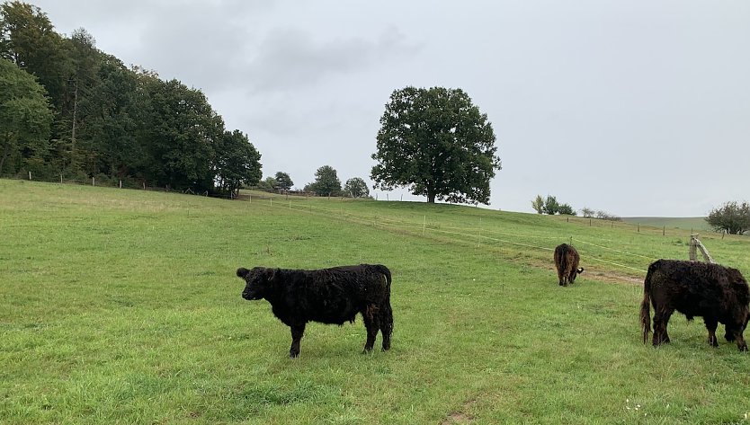 Wiese an der Wolfsmühle (Foto: oas)