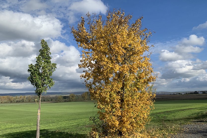 Herbststimmung bei Auleben (Foto: oas)