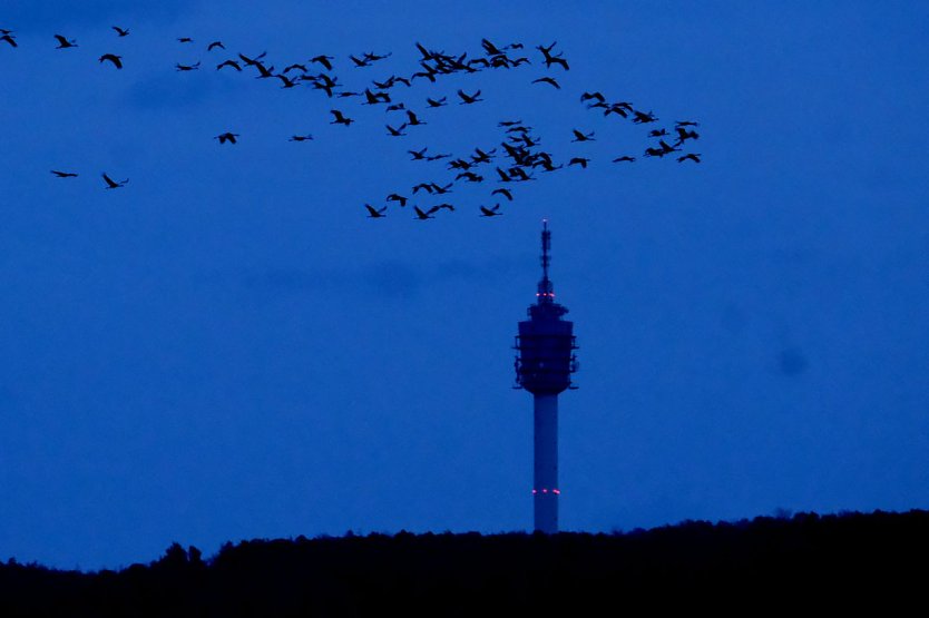 Kraniche über dem Kyffhäuser (Foto: Peter Blei)