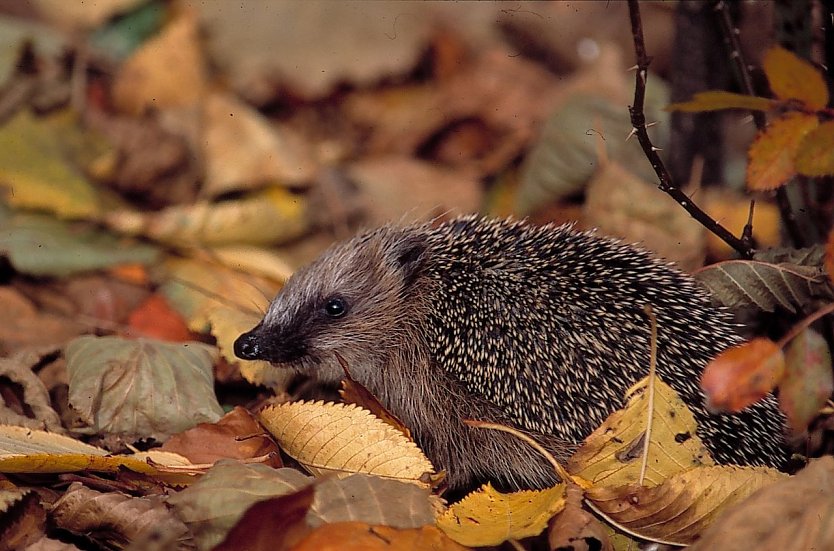 Igel im Laub (Foto: Bernd Kunz)