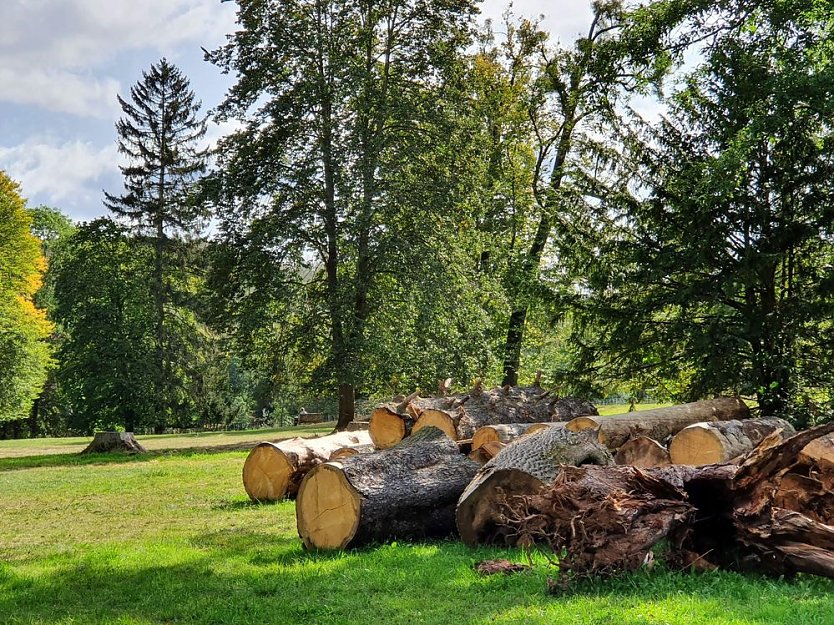 Baumverluste durch Trockenheit in historischen Gärten (Foto: Stiftung Thüringer Schlösser und Gärten)