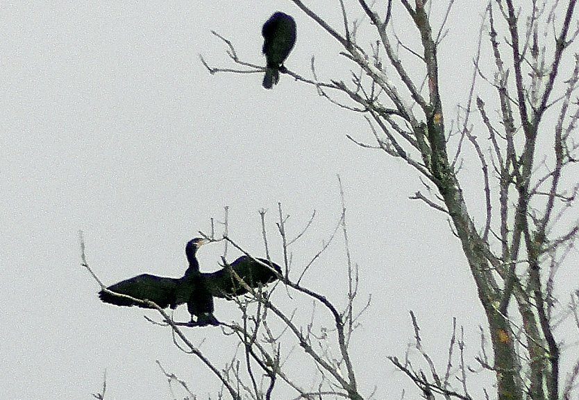 Kormorane am Stausee (Foto: U.Reinboth) Kormorane am Stausee (Foto: U.Reinboth)