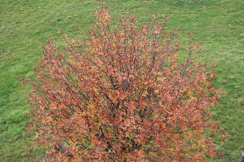 Herbstfärbung (Foto: oas) Herbstfärbung (Foto: oas)