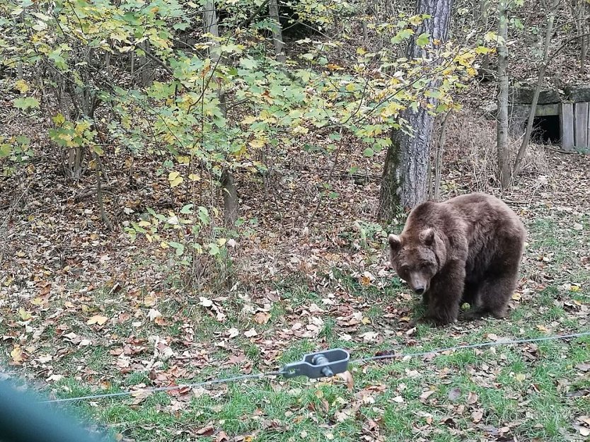 Besuch im Alternativen B&auml;renpark in Worbis (Foto: Thomas Leipold)