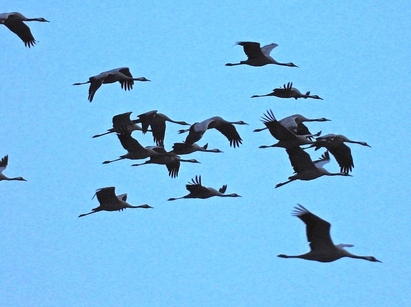 Akrobaten der L&uuml;fte (Foto: Peter Blei)