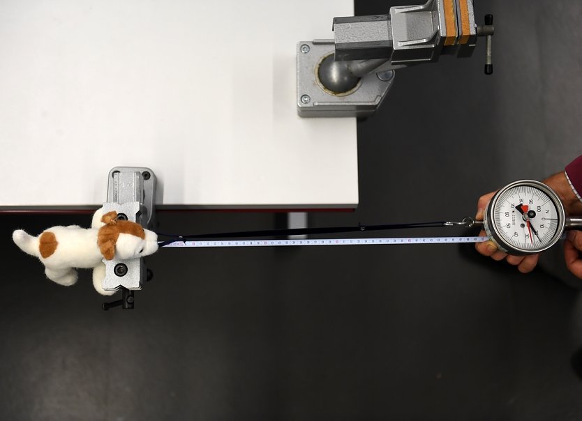 Pl&uuml;schtiere im Test (Foto: Stiftung Warentest)