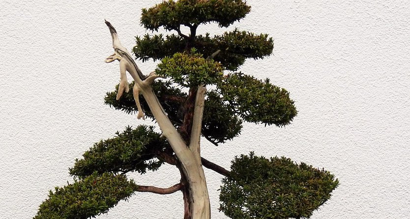 3000 Euro teurer Bonsai wird gesucht (Foto: PI NDH)