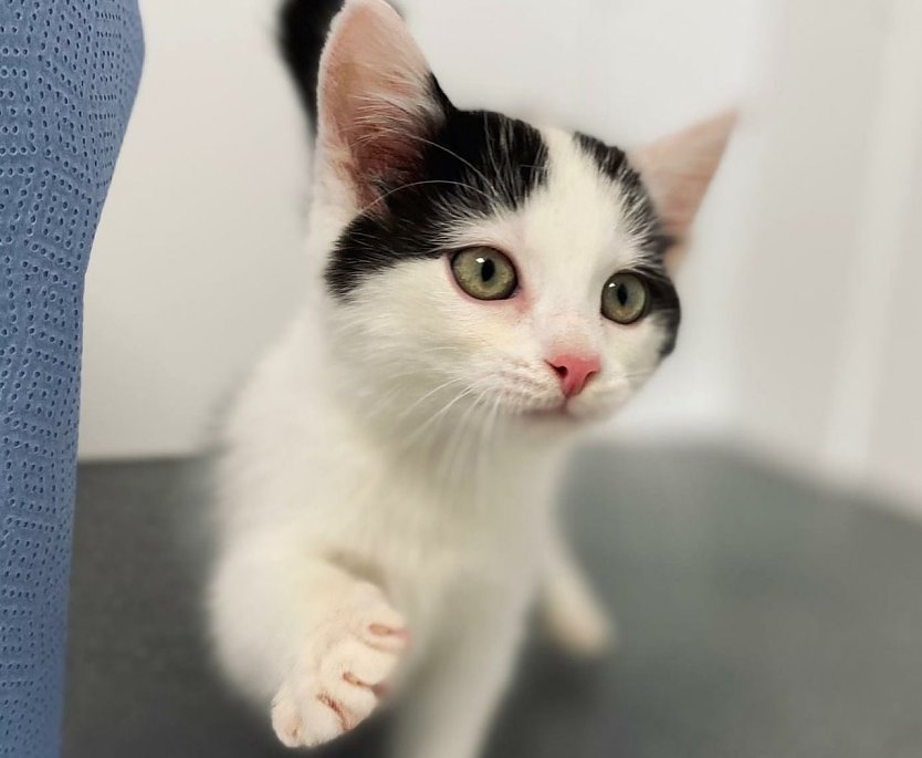 Tier der Woche: Elias (Foto: Tierheim Nordhausen) Tier der Woche: Elias (Foto: Tierheim Nordhausen)