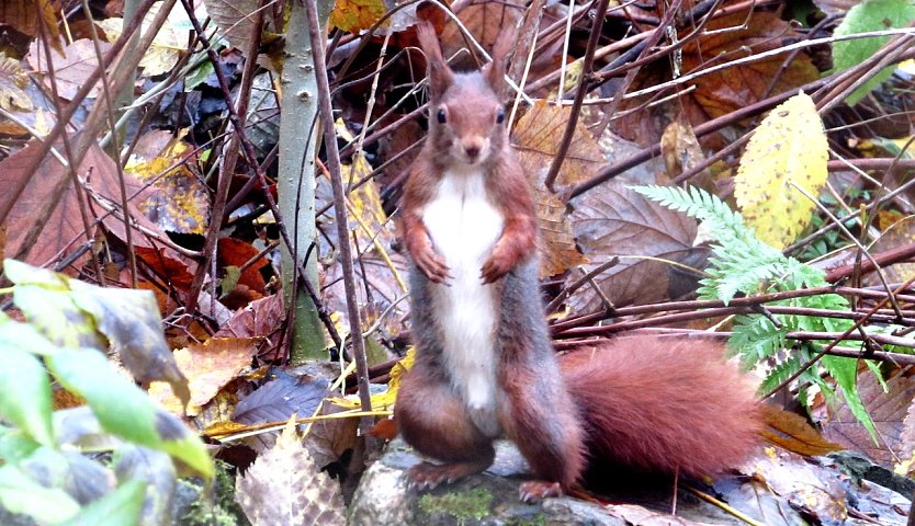 Einer der wilden Nachbarn (Foto: L.Schubert) Einer der wilden Nachbarn (Foto: L.Schubert)