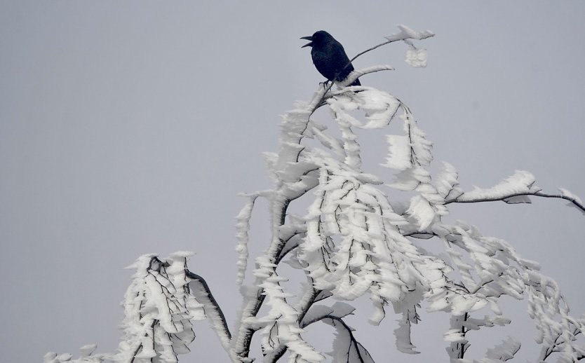 Schädlinge trotz starker Winterkälte  (Foto: ThüringenForst)