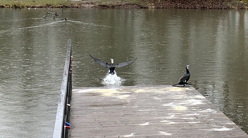 Kormorane im Nordhäuser Stadtpark (Foto: oas)