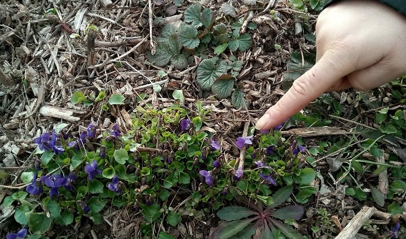 Der Fingerzeig des Finders (Foto: F.Tuschy)