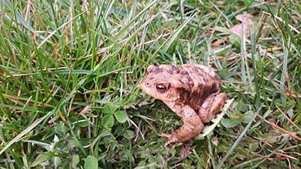 Erdkröte auf Wanderschaft (Foto: Tierschutzverein Kall und Umgebung)