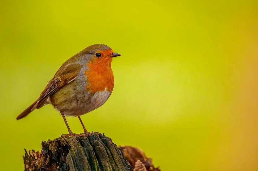 Der Vogel das Jahes 2021: das Rotkehlchen (Foto: Winfried Rusch)