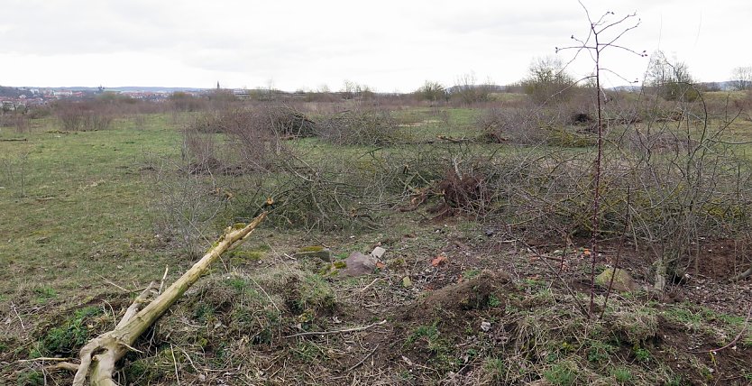 Hier befand sich einst ein Rückzugsgebiet für viele Tierarten, sagen Anwohner (Foto: nnz)