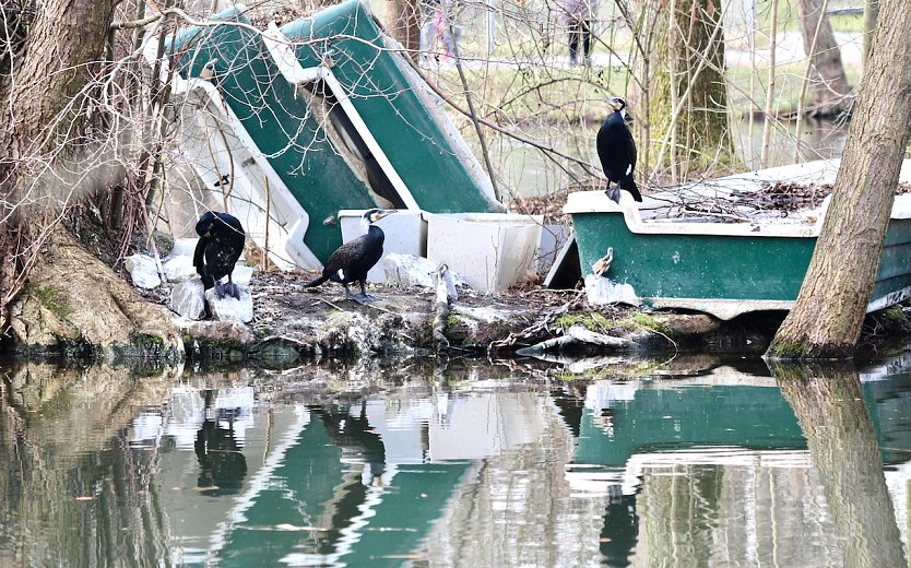 Kormorane im Nordhäuser Stadtpark (Foto: Eva Maria Wiegand)